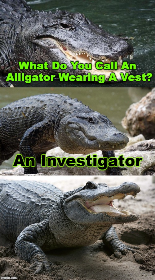 What Do You Call an Alligator Wearing a Vest