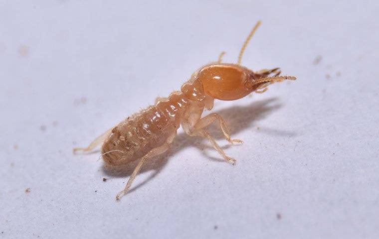 What Do Termites Look Like in Ohio
