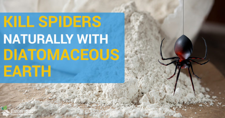 Will Diatomaceous Earth Kill Spiders