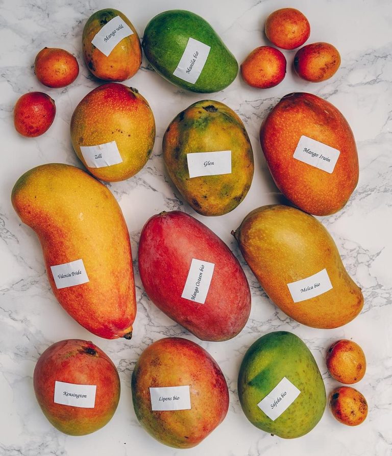 How Many Varieties of Mango in World