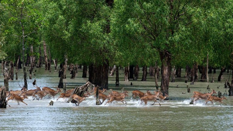 Where is the World’s Largest Mangrove Forest