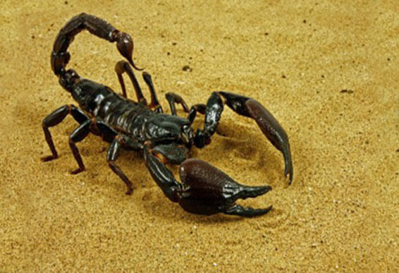 How to Apply Diatomaceous Earth for Scorpions