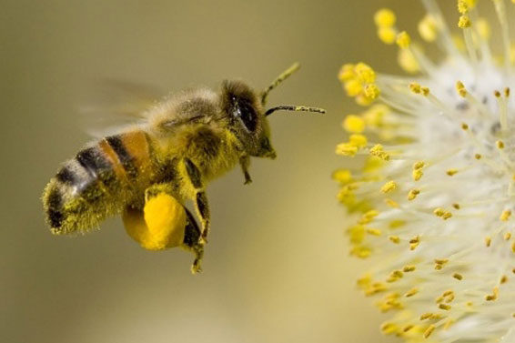Will Diatomaceous Earth Kill Bees
