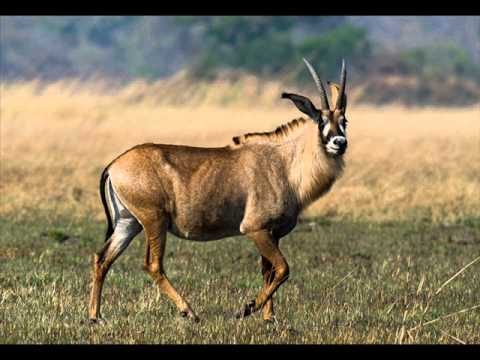 What Sound Does an Antelope Make