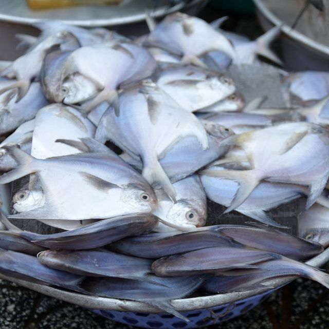 Where to Buy Pomfret Fish in Usa