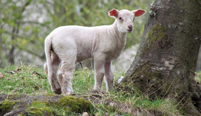 What is a Bummer Lamb