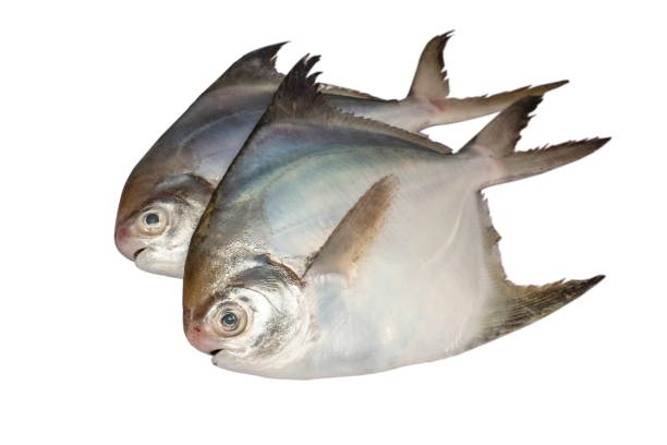 Where to Buy Pomfret Fish in Usa