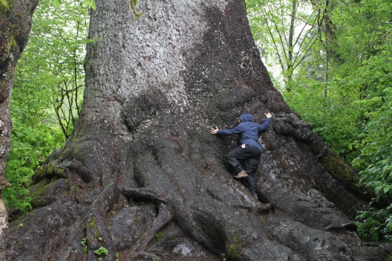 World’s Largest Sitka Spruce Photos