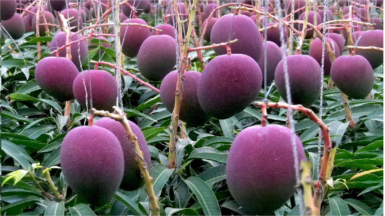 How Many Varieties of Mango in World