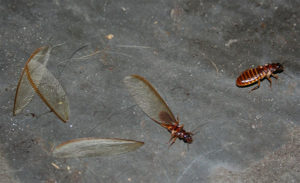 What Do Termites Look Like in Georgia