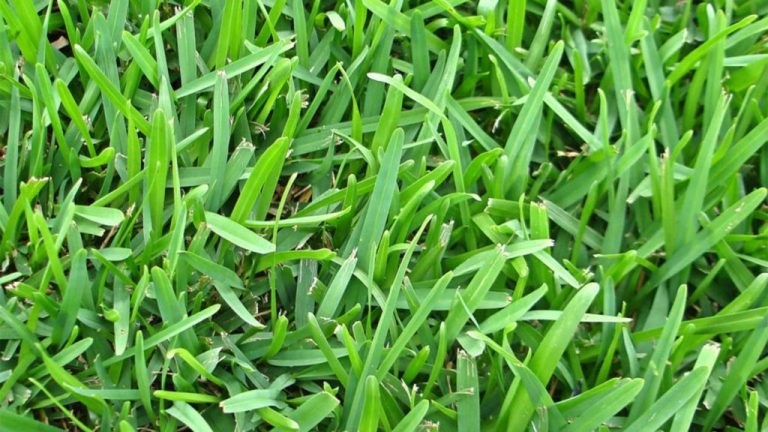 How Many Blades of Grass are in the World