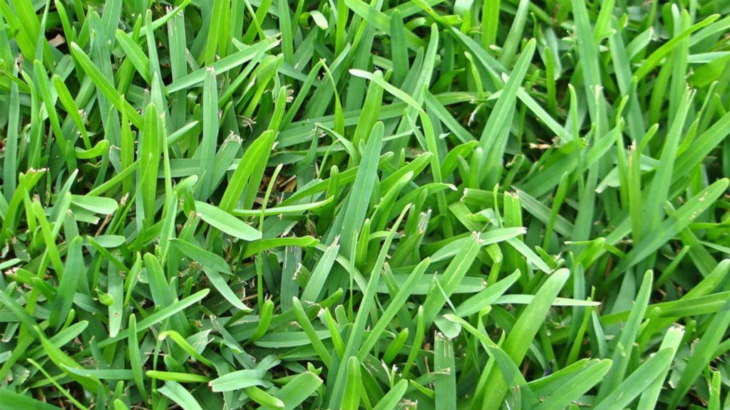 how-many-blades-of-grass-are-in-the-world-world-ans