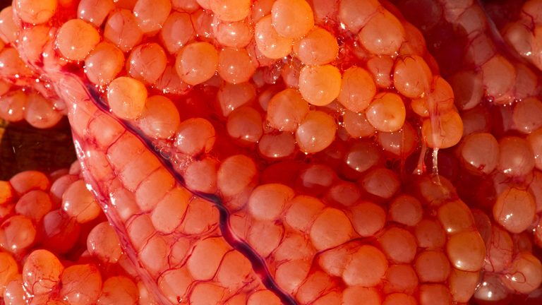 What Does Fish Eggs Look Like