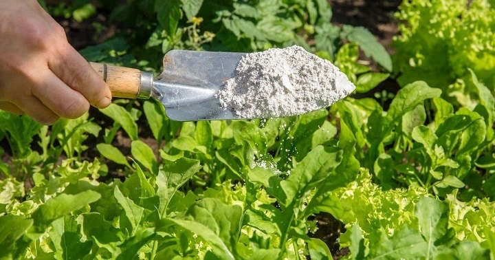 Can You Put Diatomaceous Earth Directly on Plants