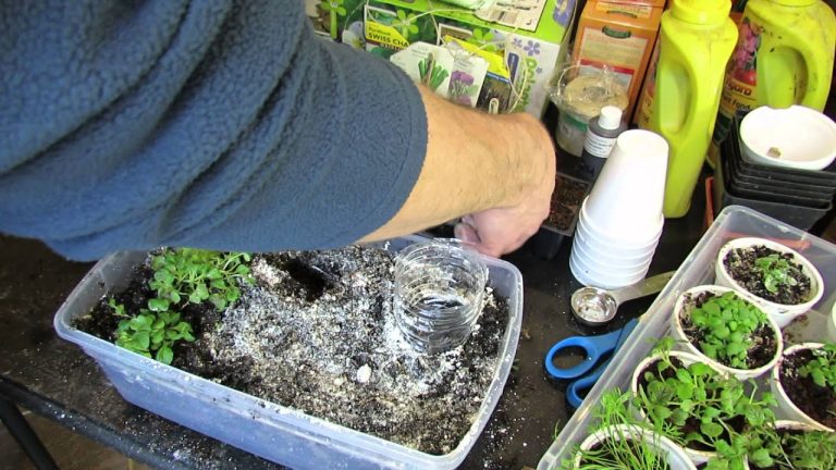How to Use Diatomaceous Earth in Potted Plants