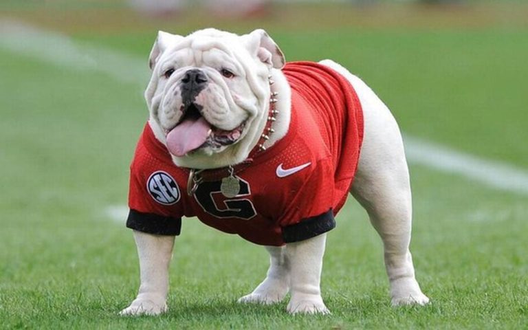 Why Is UGA Called The Bulldogs?